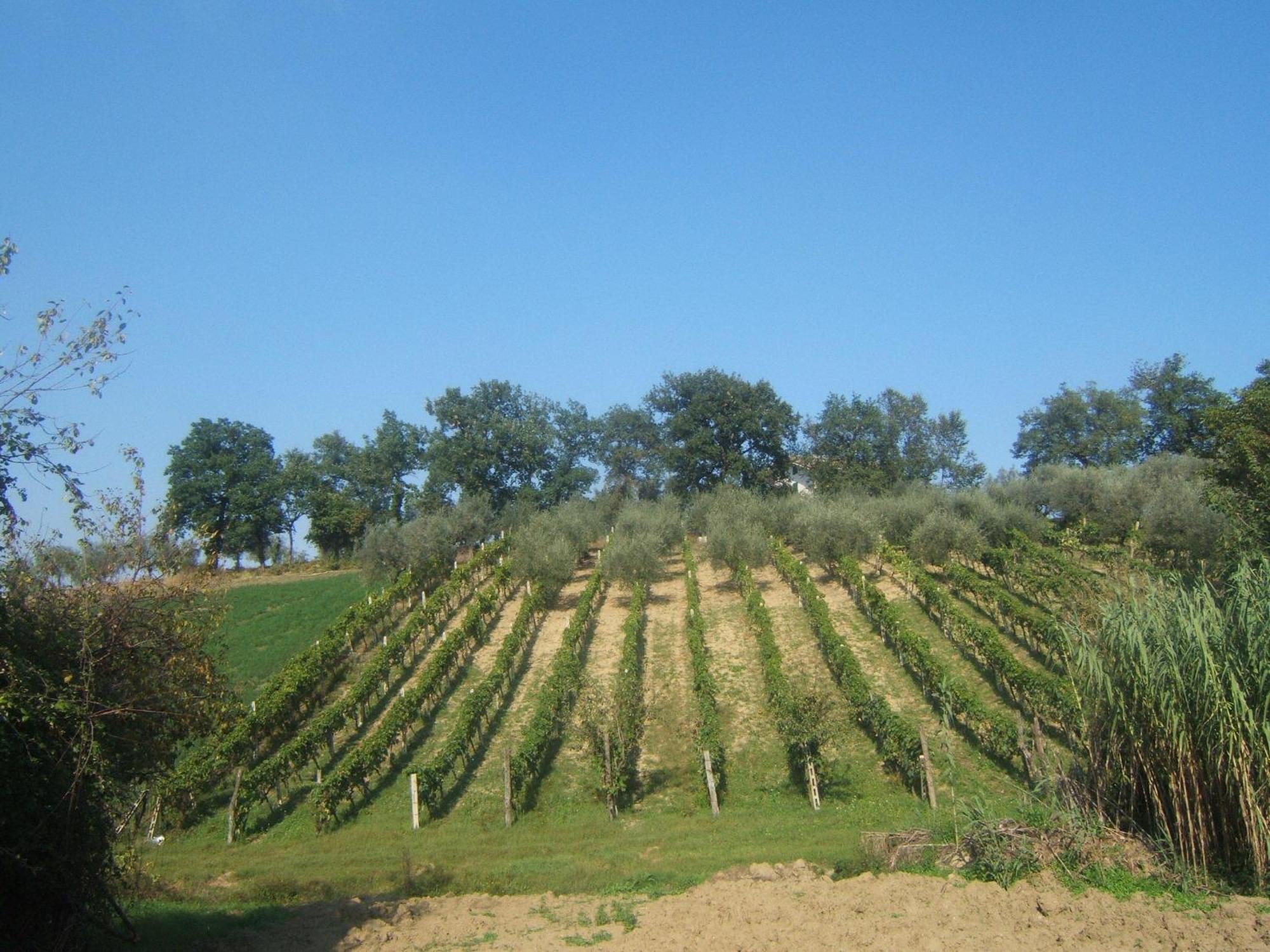 Agriturismo Il Vecchio Carro Campli Eksteriør billede